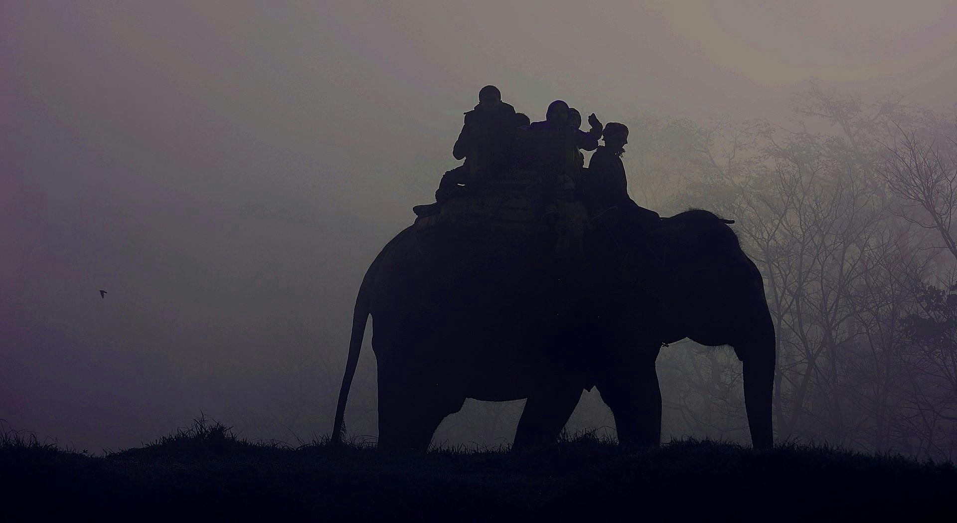 Wild Life Adventures in Nepal