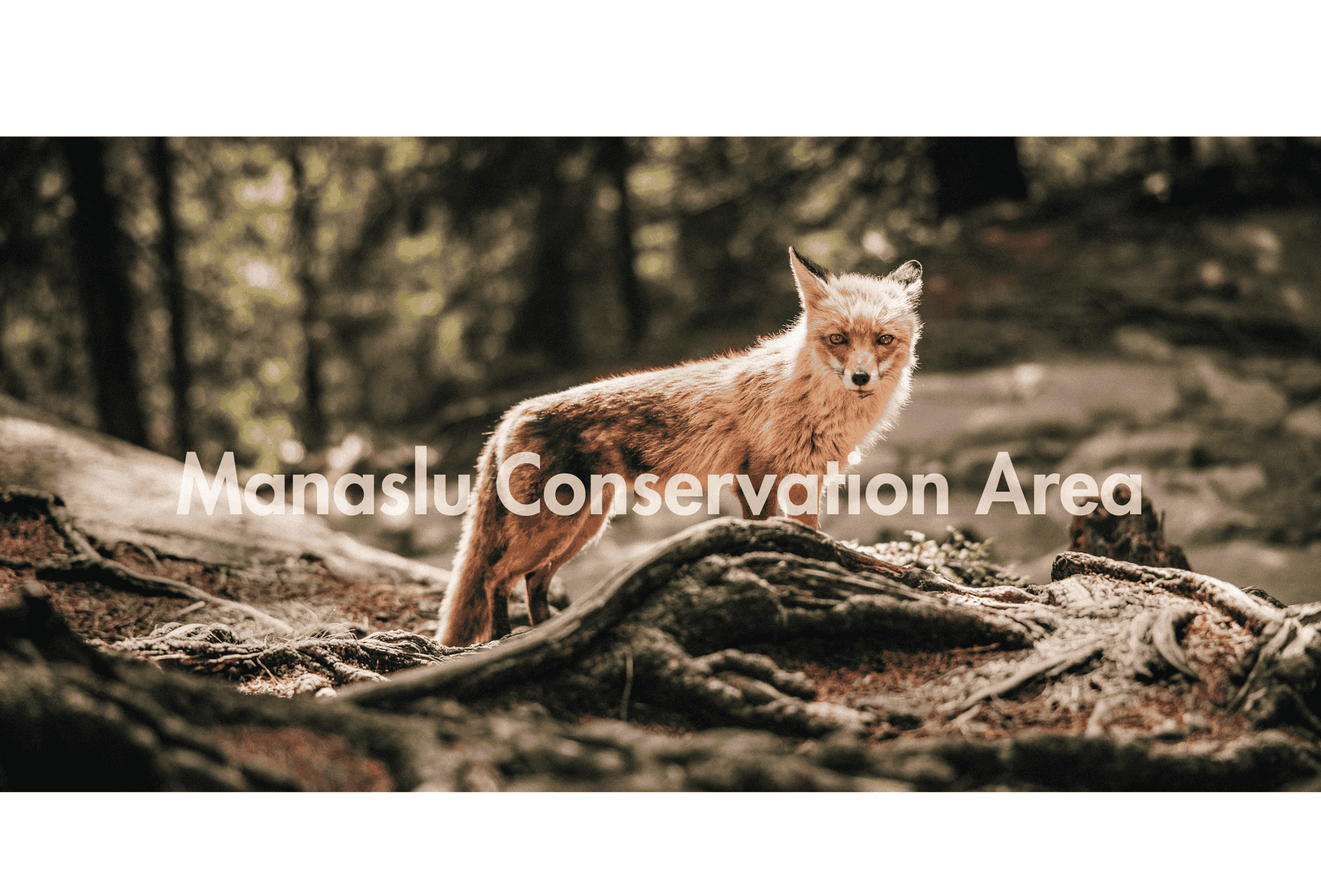 Manaslu Conservation Area: Complete Guide