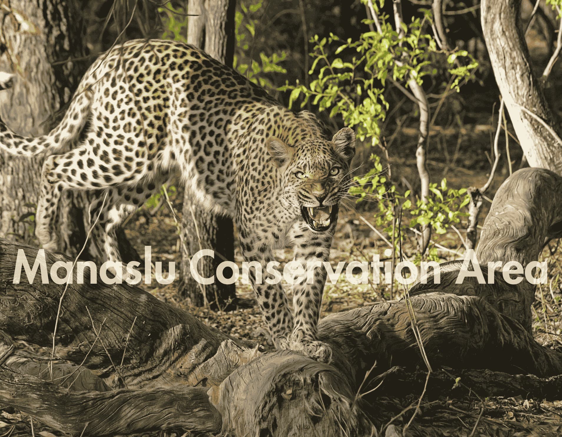 Manaslu Conservation Area: Complete Guide