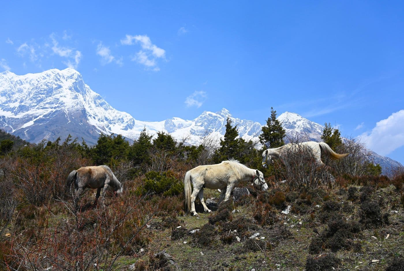 Manaslu Short Circuit Trek