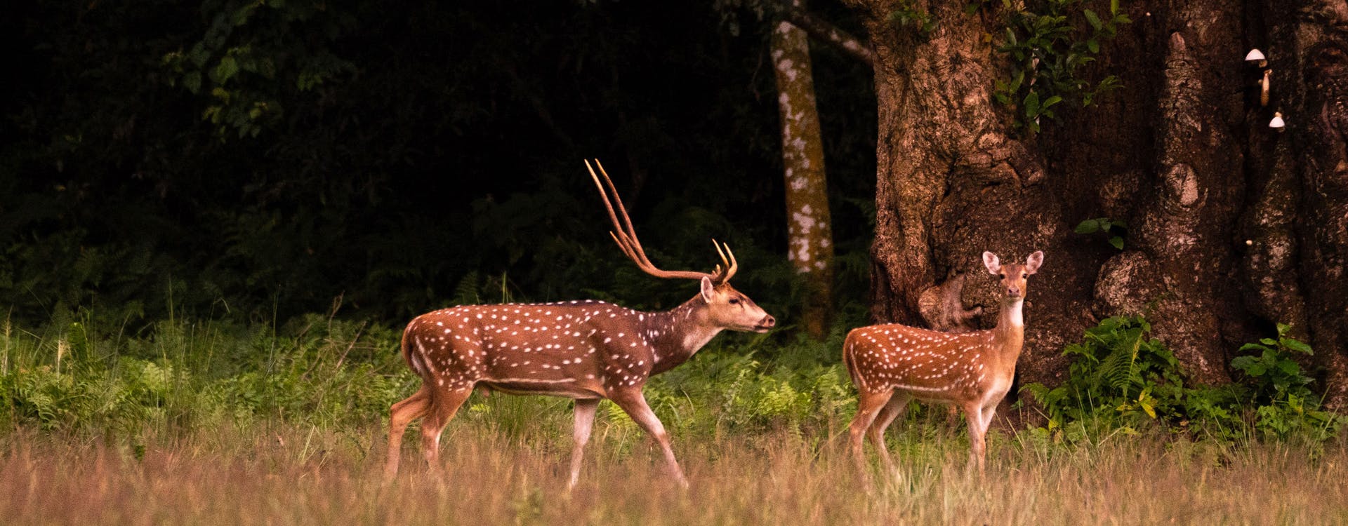 Bardia National Park Tour